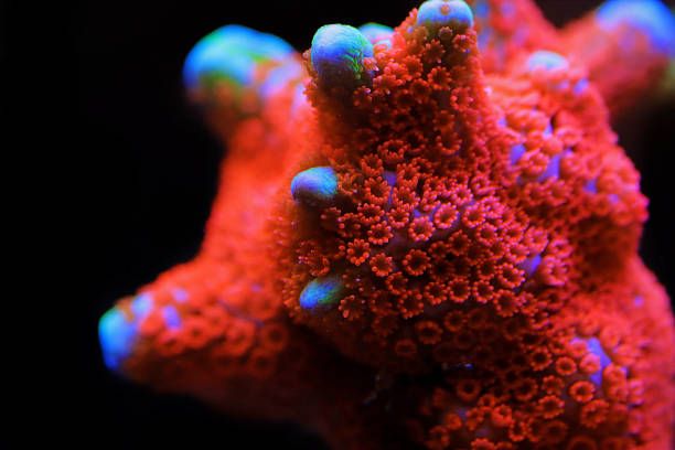 koraal rood